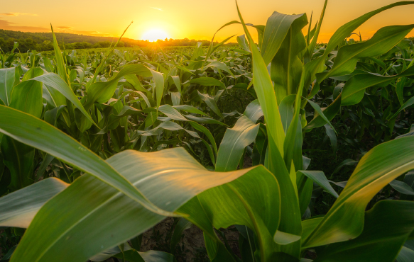 Picture of corn field.