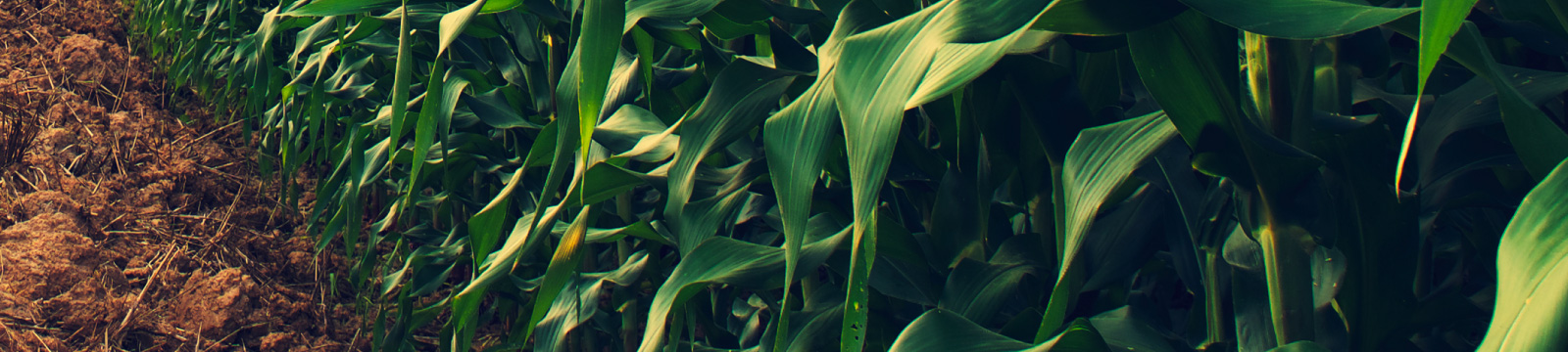 Image of corn.